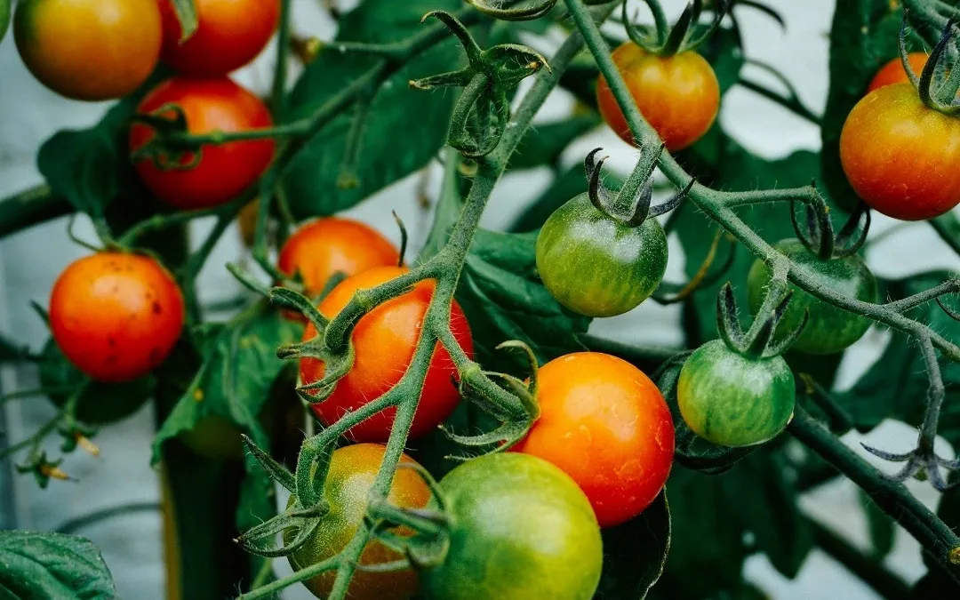 Pomidory – sezonowy niezbędnik cz.1