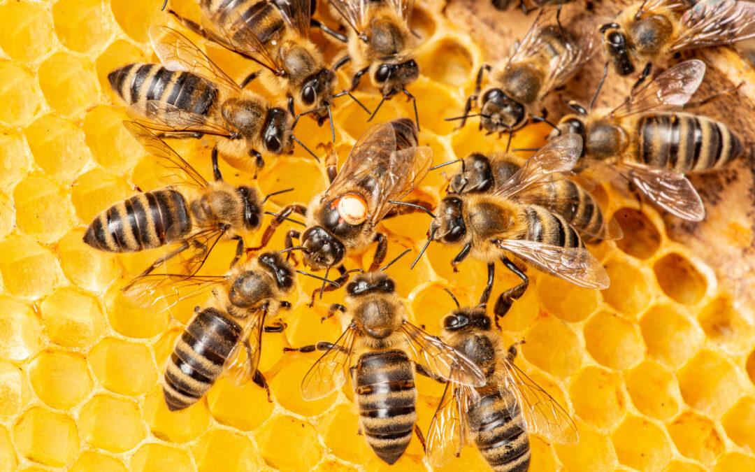 Międzynarodowy Dzień Pszczoły – o użyteczności pszczół